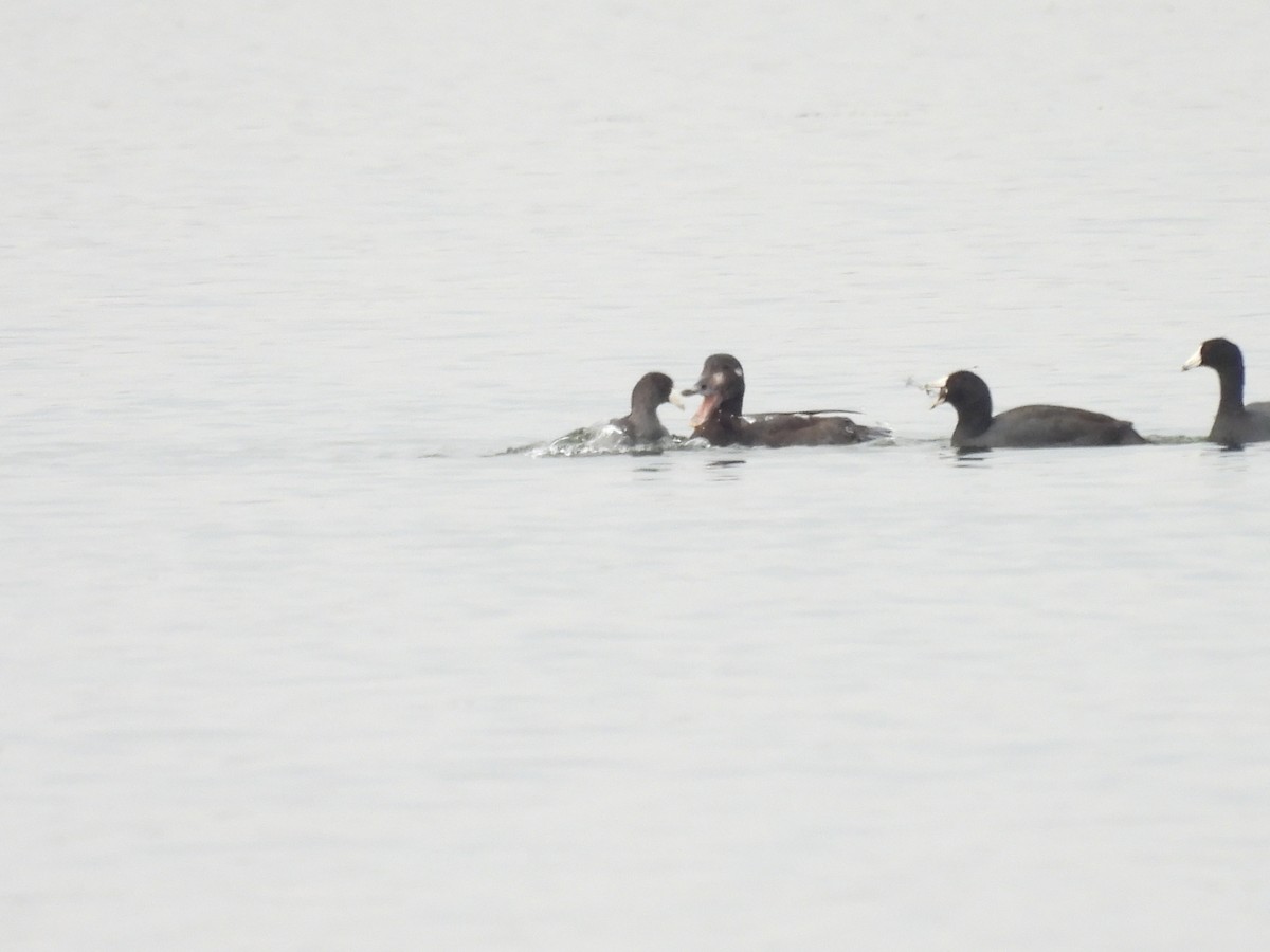 White-winged Scoter - ML610860663