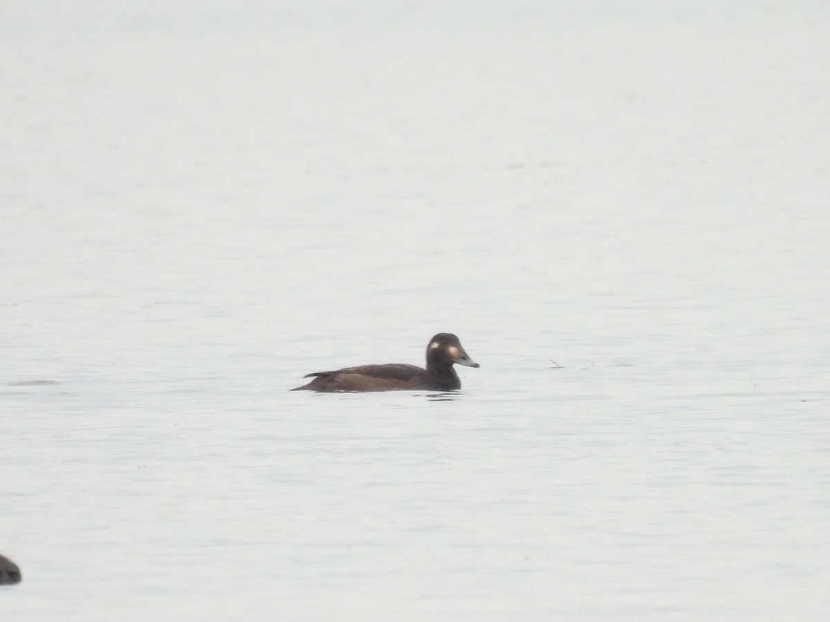 White-winged Scoter - ML610860664