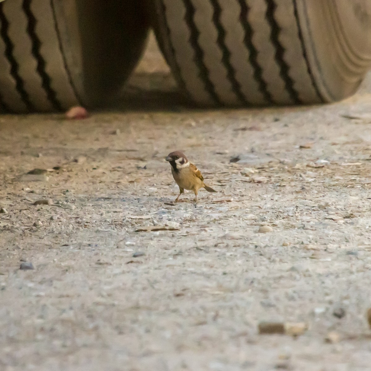 Eurasian Tree Sparrow - ML610860676