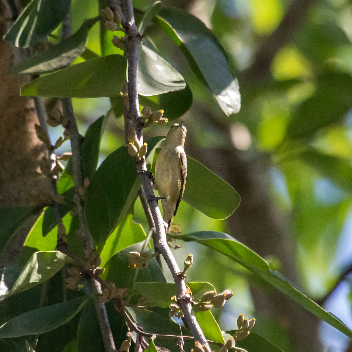 Plain Flowerpecker - ML610860701