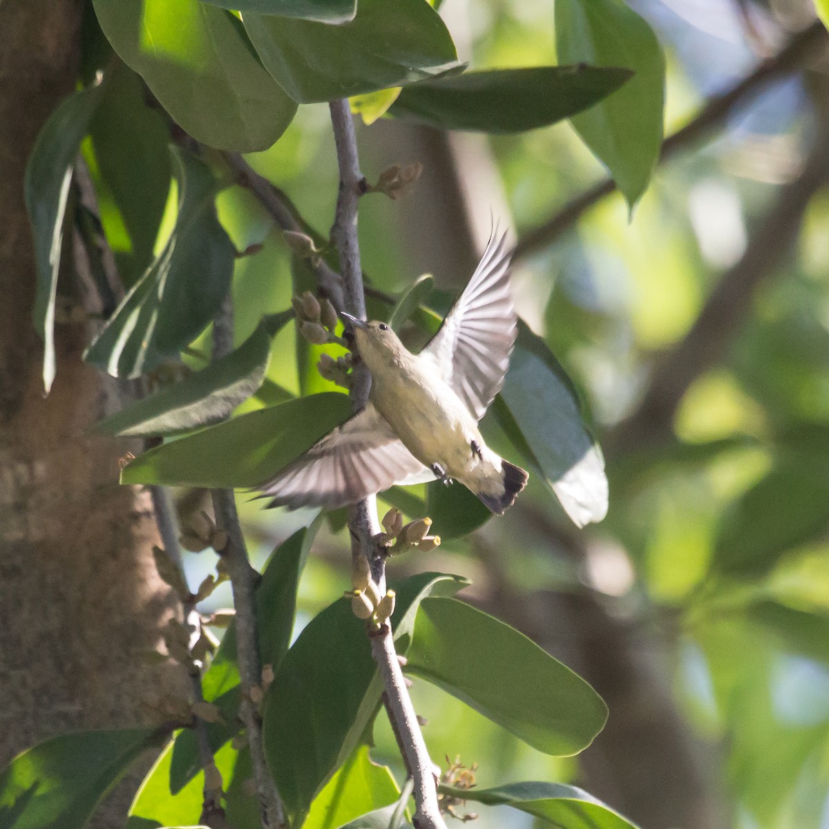 Plain Flowerpecker - ML610860702