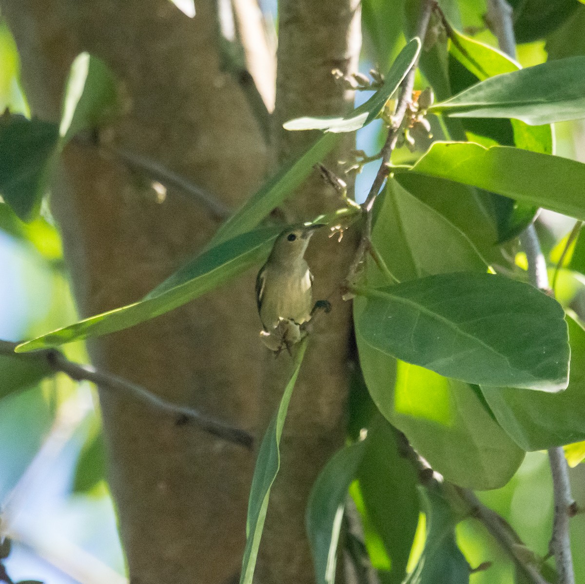 Plain Flowerpecker - ML610860707