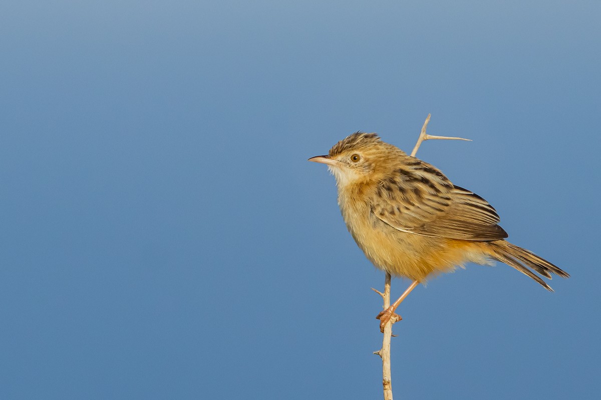 Zitting Cisticola - ML610860729