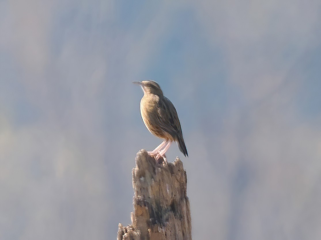 Eastern Meadowlark - ML610860783