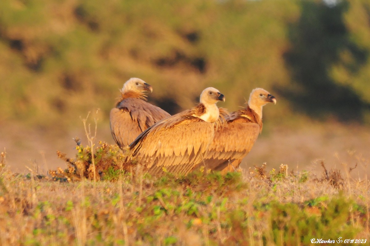 Gänsegeier - ML610860784