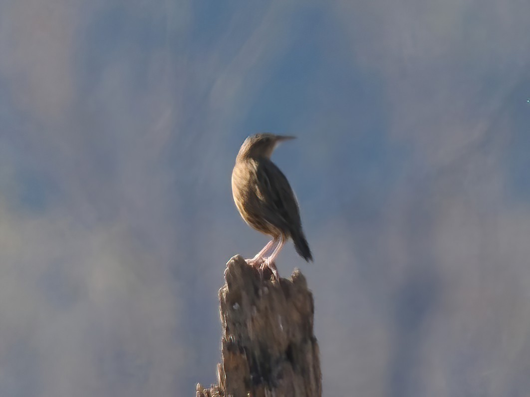 Eastern Meadowlark - ML610860789