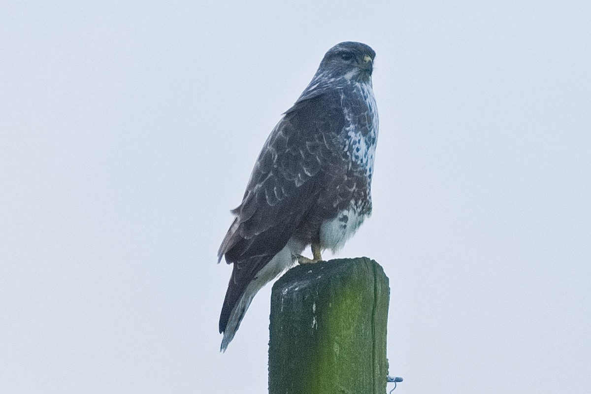 Common Buzzard - ML610860822