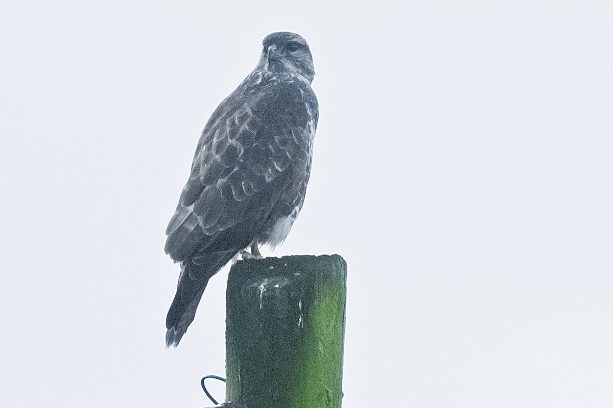 Common Buzzard - ML610860823