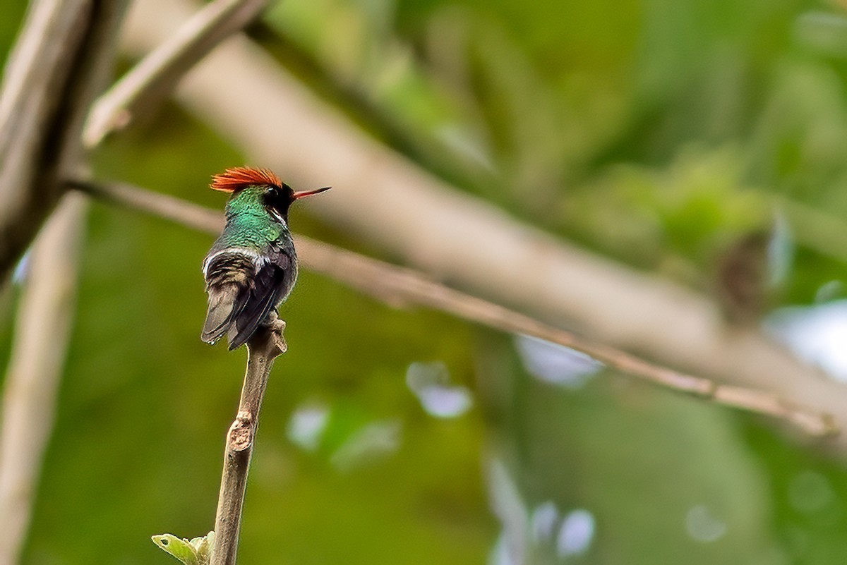 Frilled Coquette - ML610860825