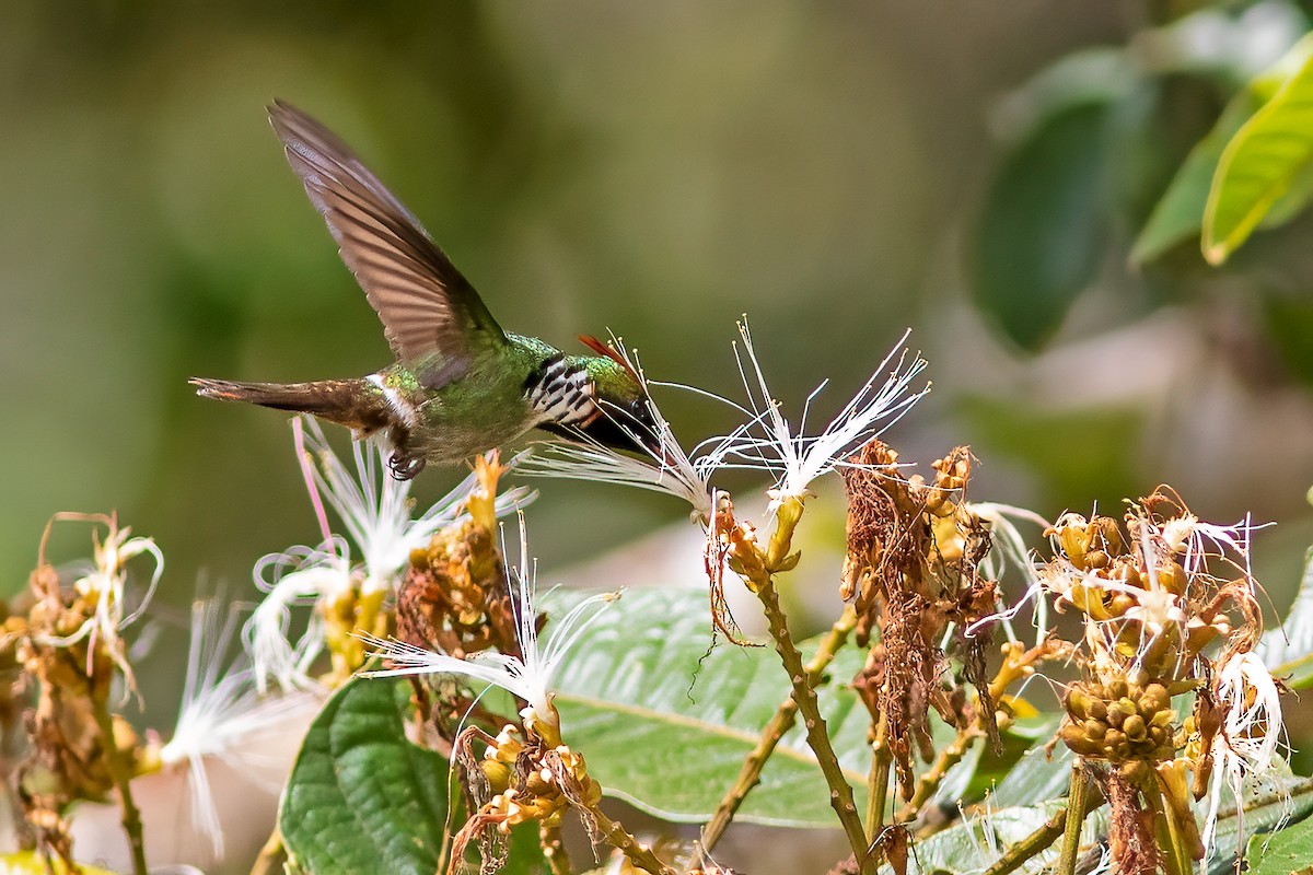 Frilled Coquette - ML610860827