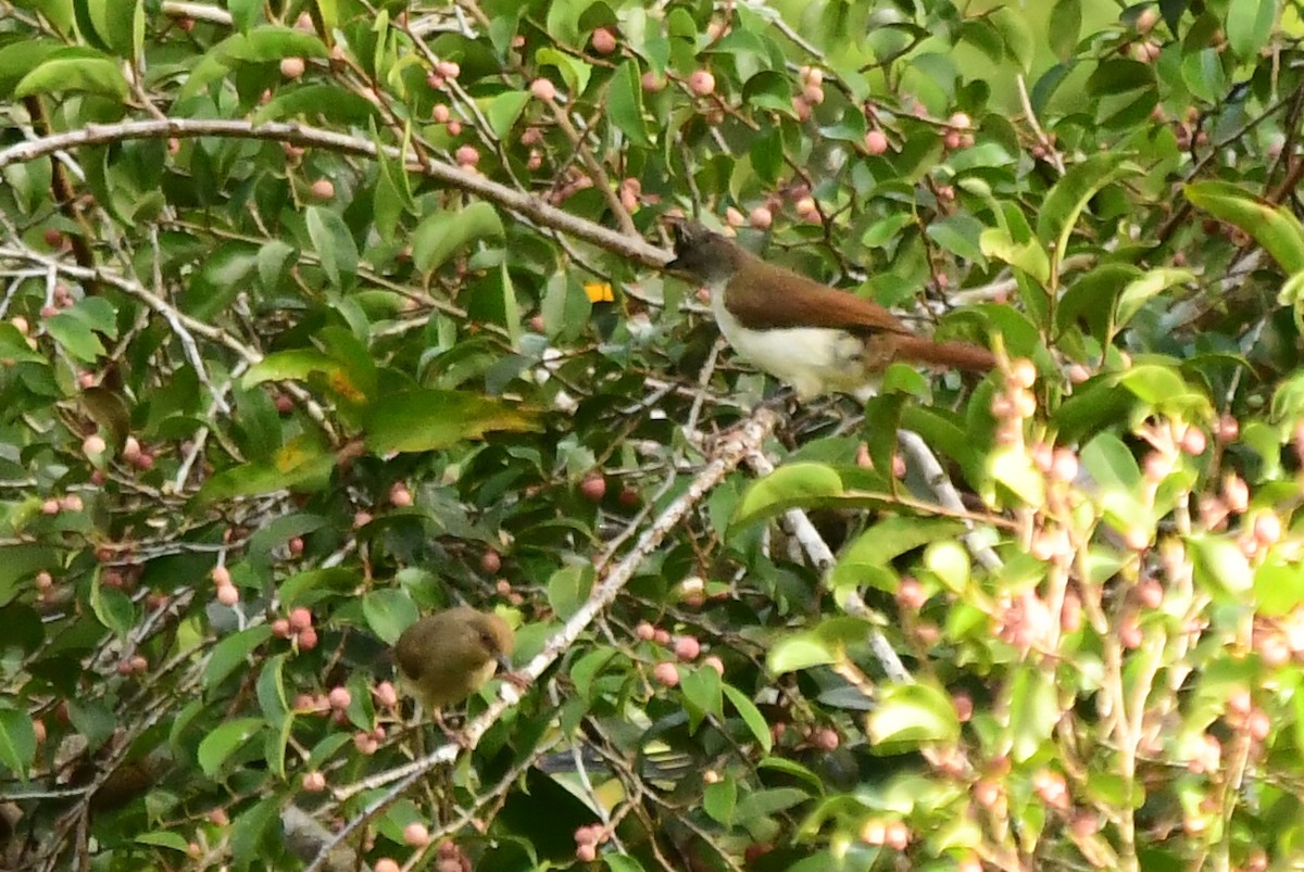 Puff-backed Bulbul - Miguel Arribas Tiemblo