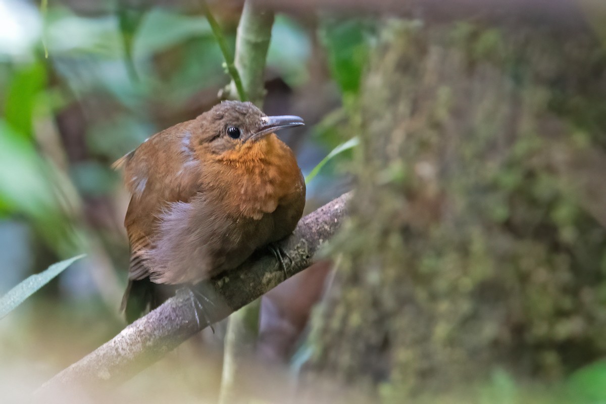 South American Leaftosser (Atlantic) - ML610860956