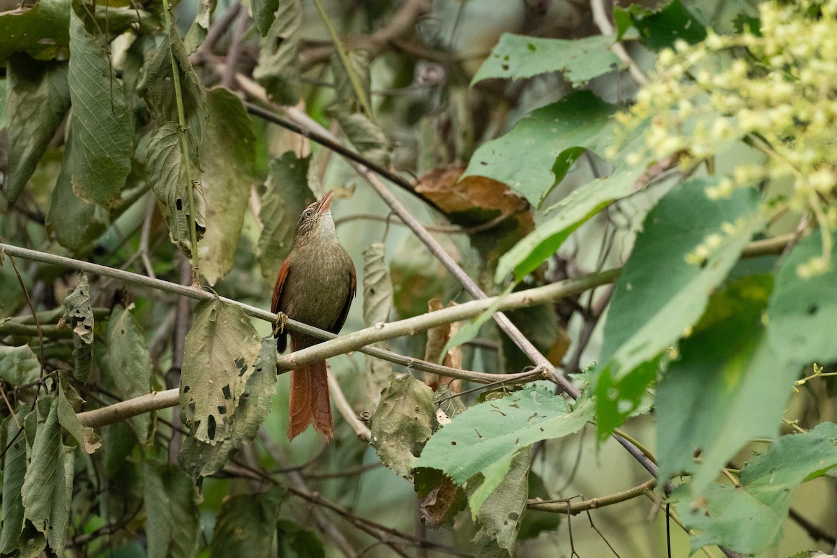 Streak-capped Spinetail - Jérémy Calvo