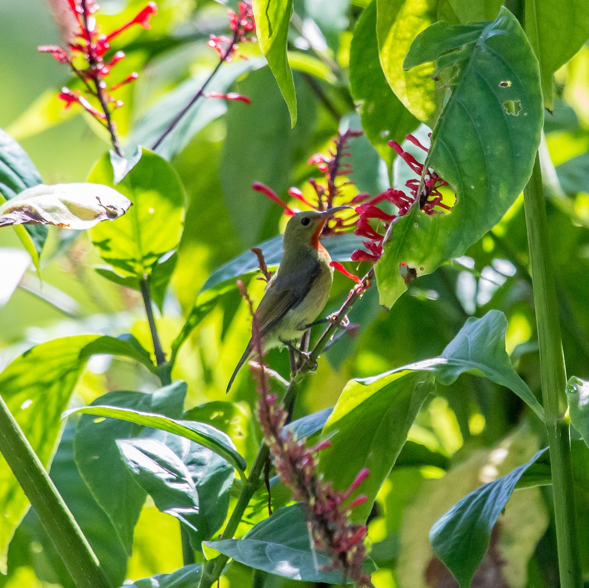 Karmesinnektarvogel - ML610860983