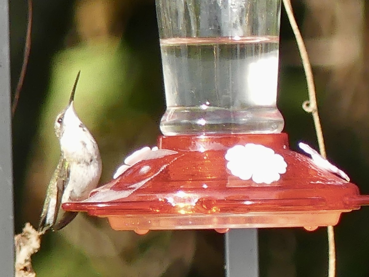 Ruby-throated Hummingbird - ML610861023
