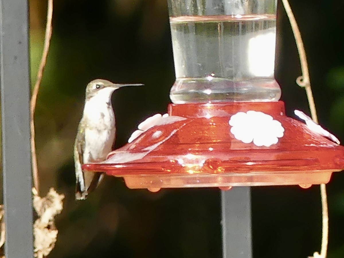 Ruby-throated Hummingbird - ML610861024