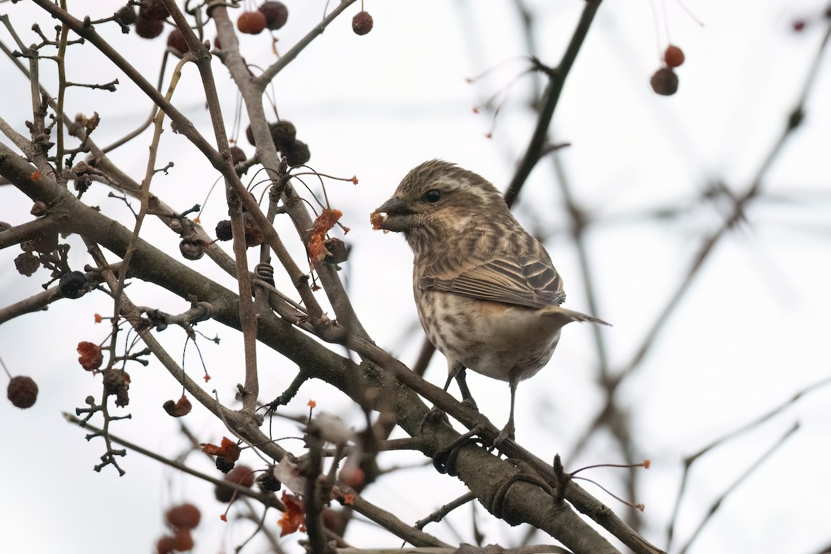 Purple Finch - ML610861121