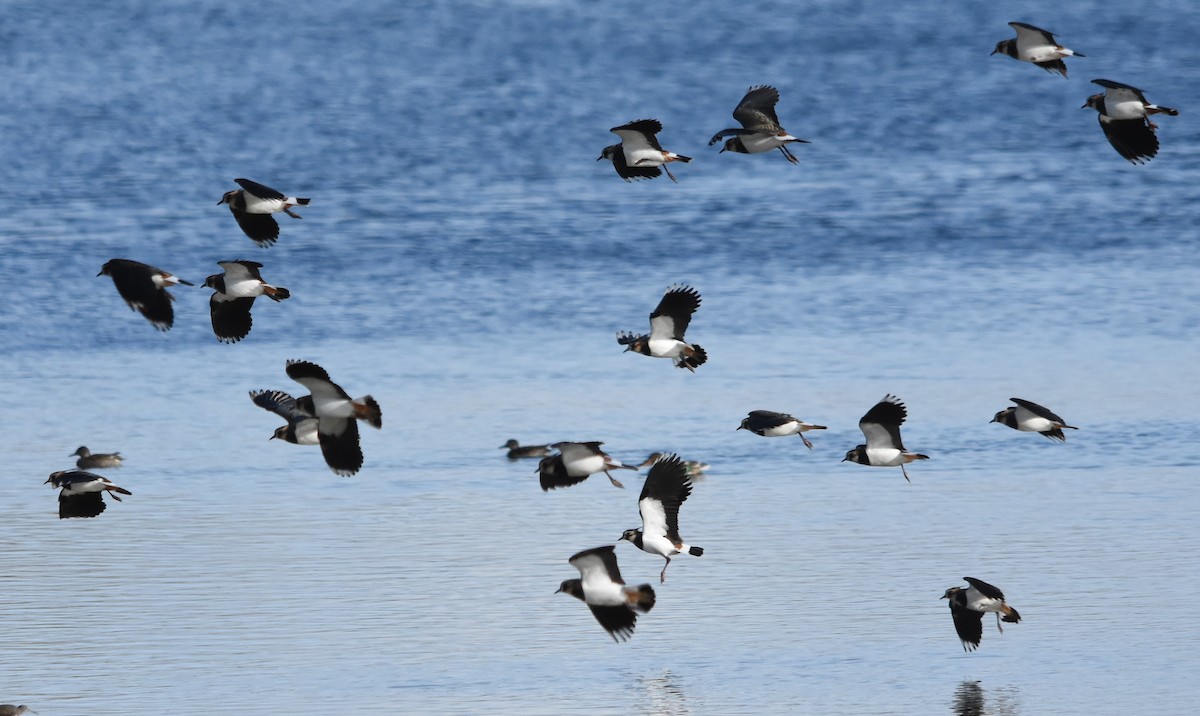 Northern Lapwing - ML610861147