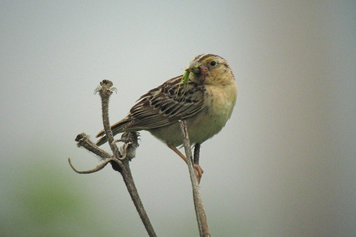 Grasshopper Sparrow - Ann Haverstock