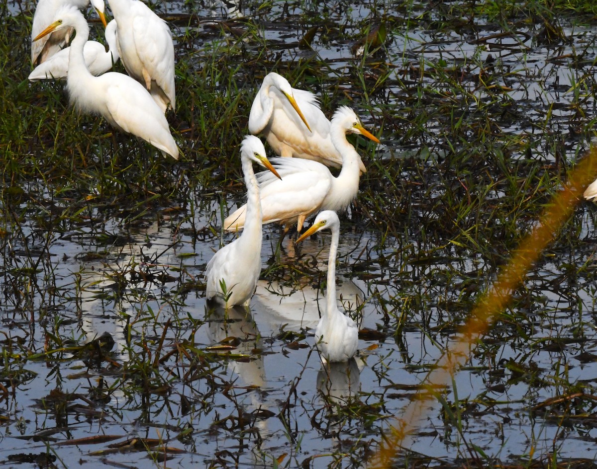 Little Egret - ML610861288