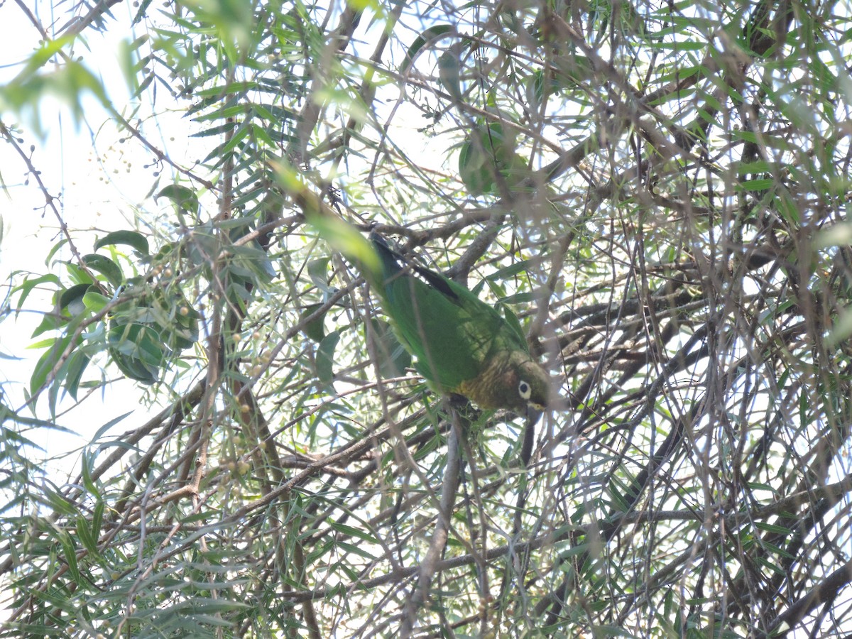 Maroon-bellied Parakeet - Edvaldo Júnior