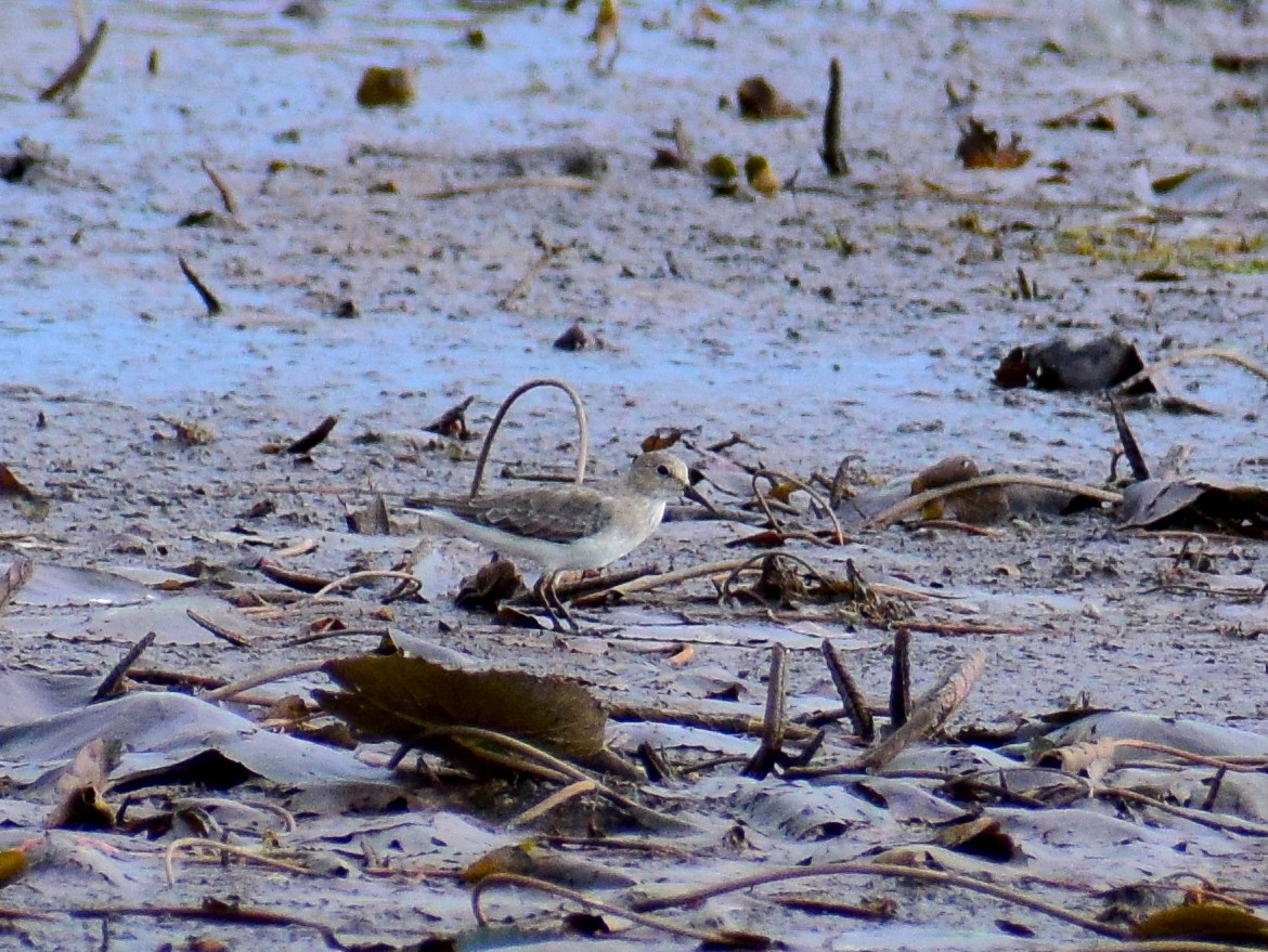 Темминкийн элсэг - ML610861430