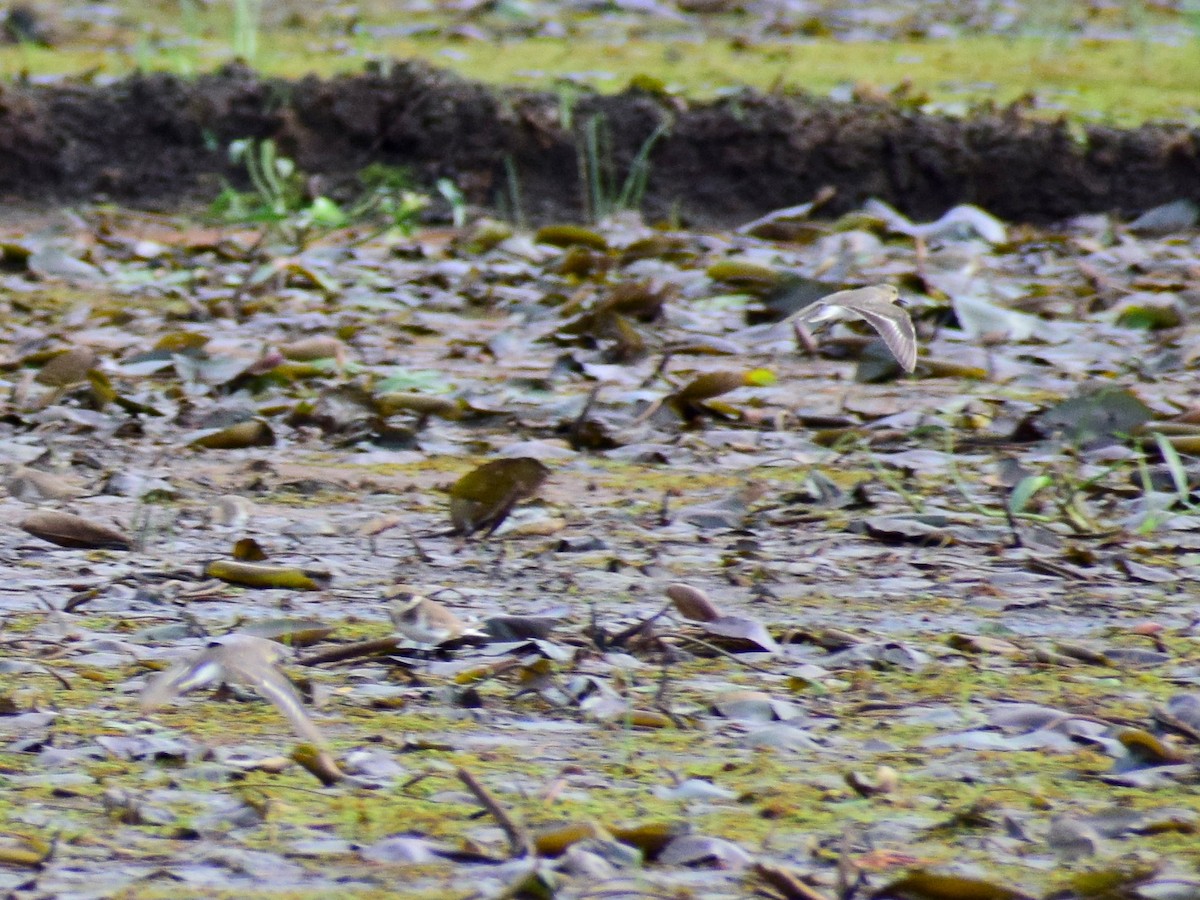 Темминкийн элсэг - ML610861431