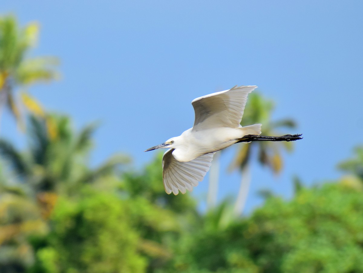 Бэсрэг дэглий - ML610861439