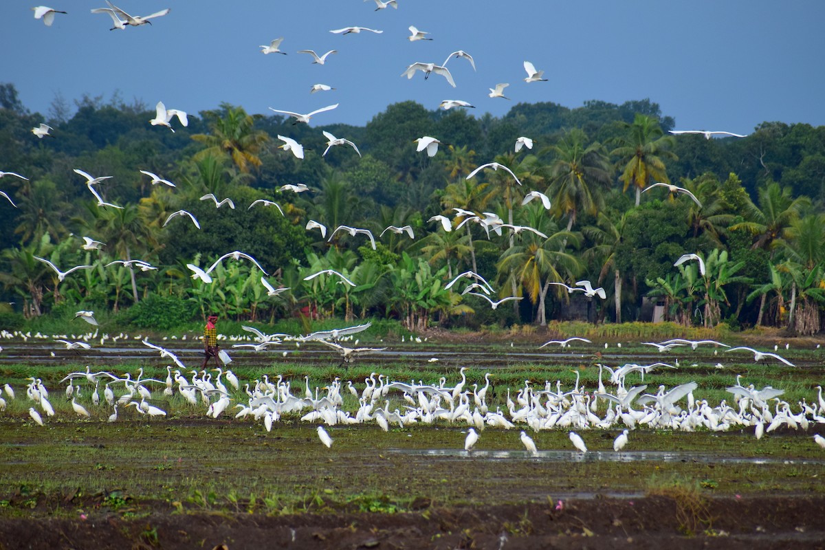 white egret sp. - ML610861443