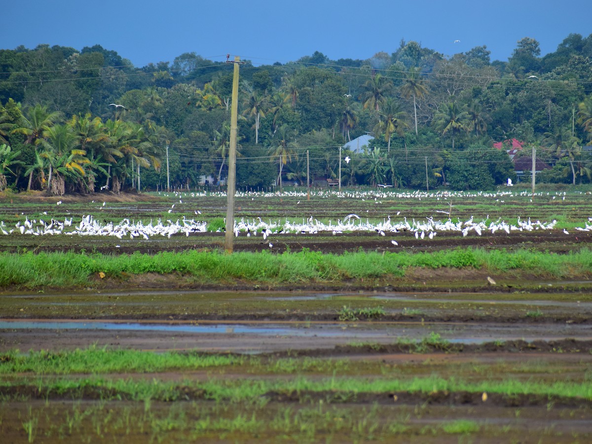 white egret sp. - ML610861444