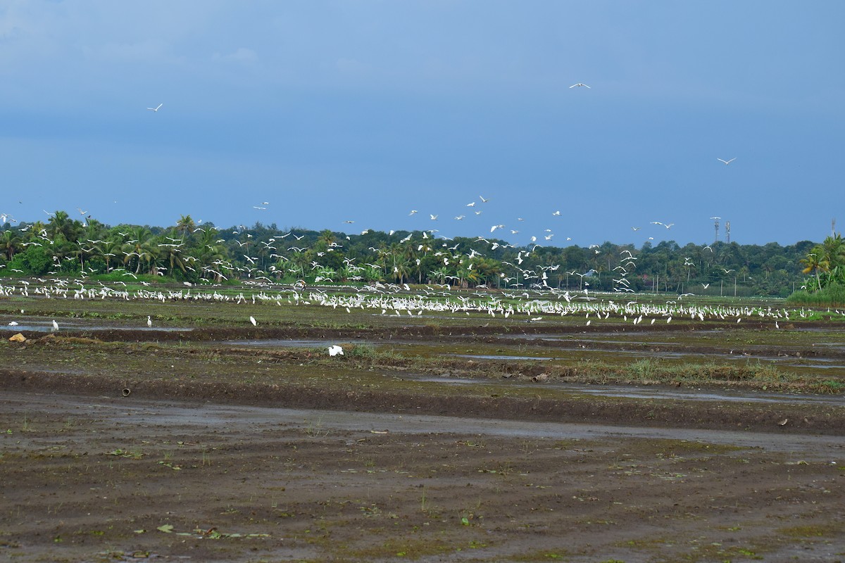 white egret sp. - ML610861445