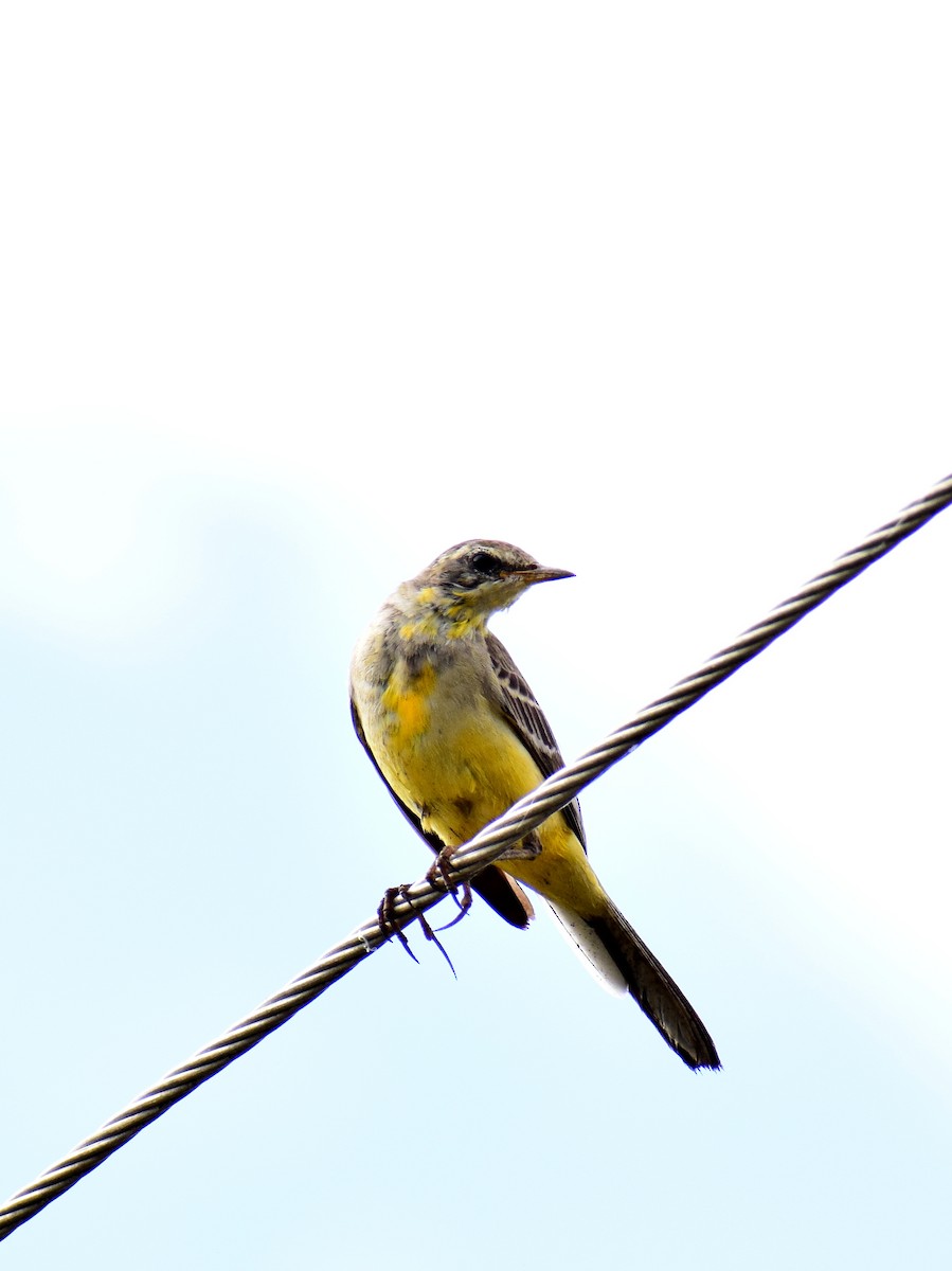 Өрнийн шар цэгцгий - ML610861475