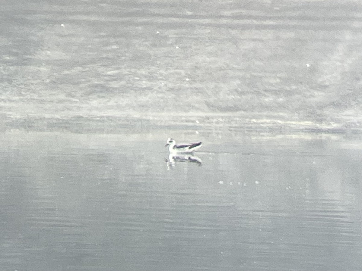 Red Phalarope - ML610861497