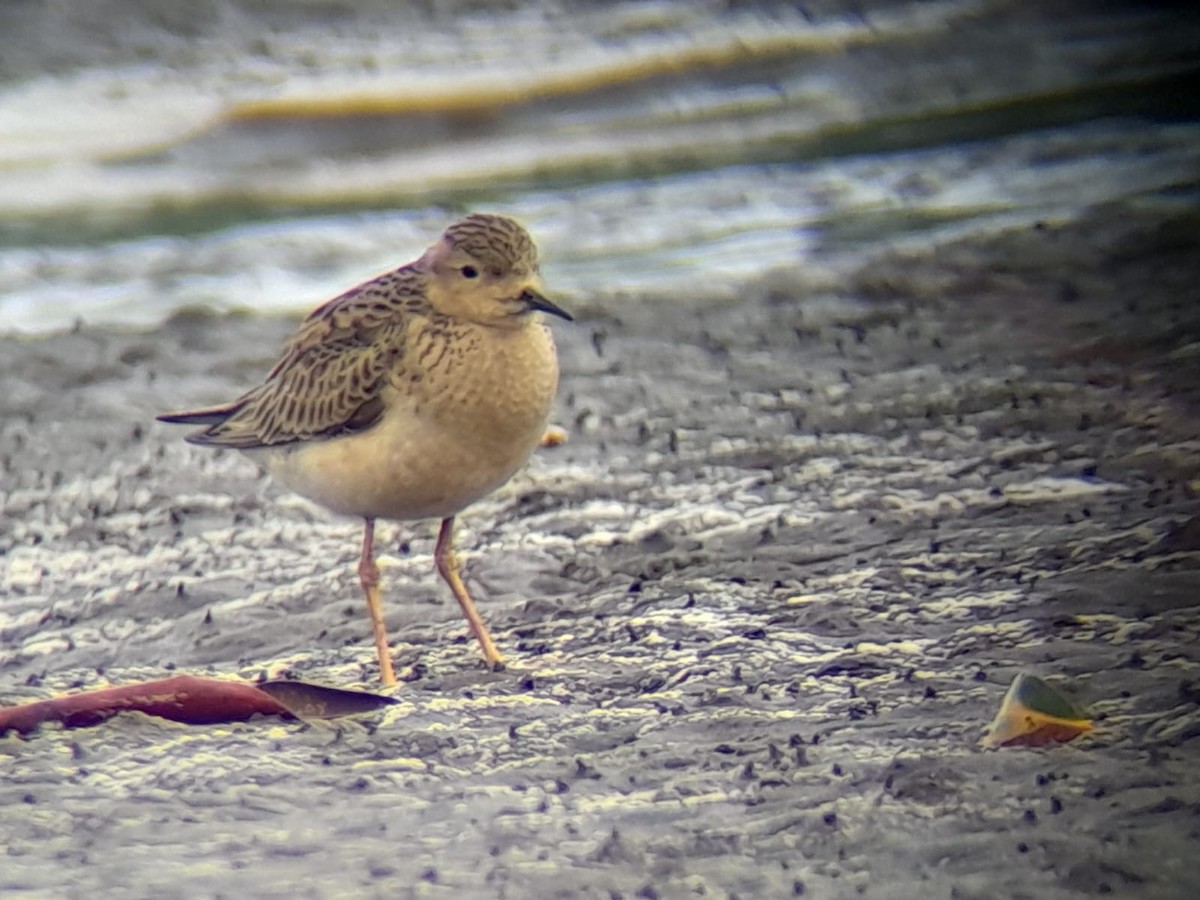 黃胸鷸 - ML610861543