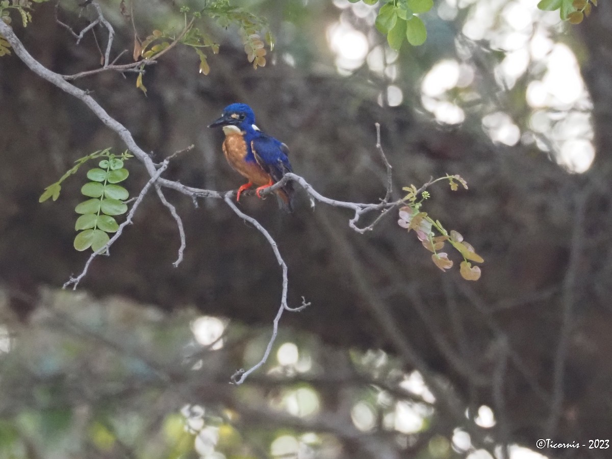 Azure Kingfisher - ML610861571