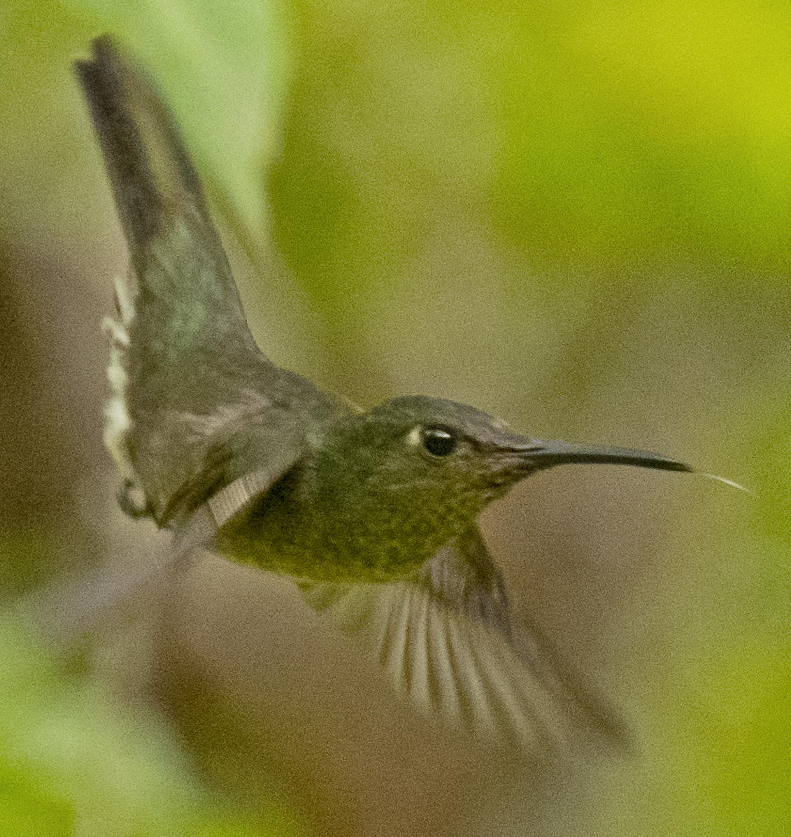 Sombre Hummingbird - johnny powell