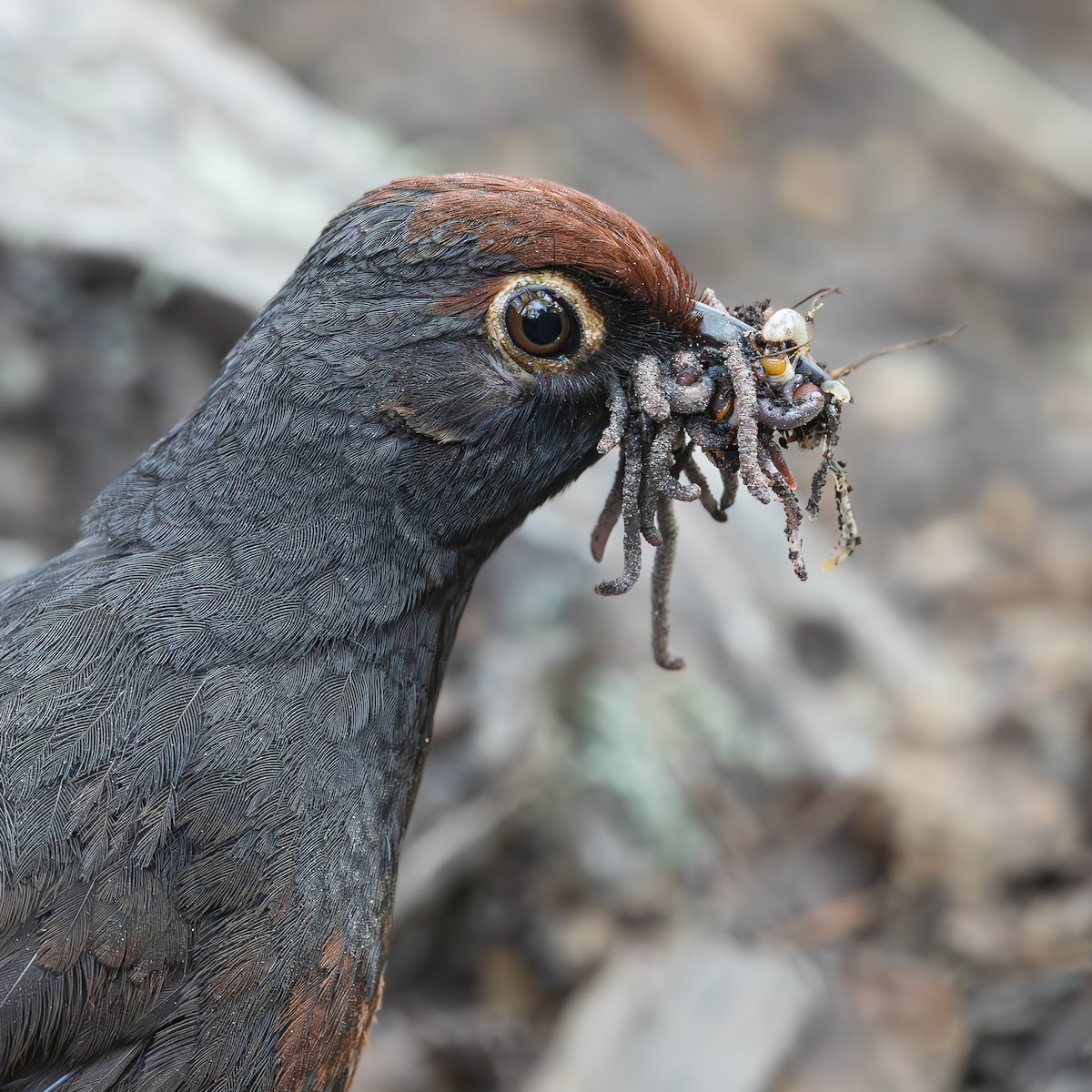 Black-throated Huet-huet - ML610861635