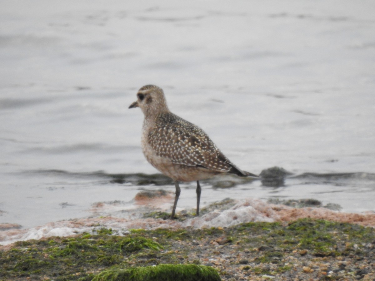 American Golden-Plover - ML610861640