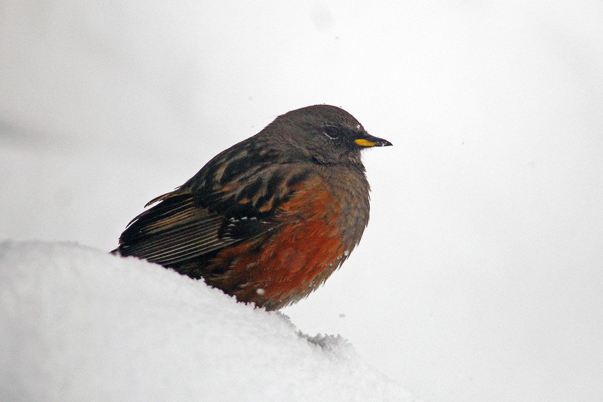 Alpine Accentor - ML610861645