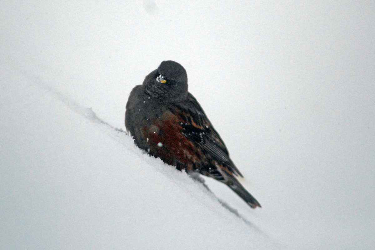 Alpine Accentor - ML610861646