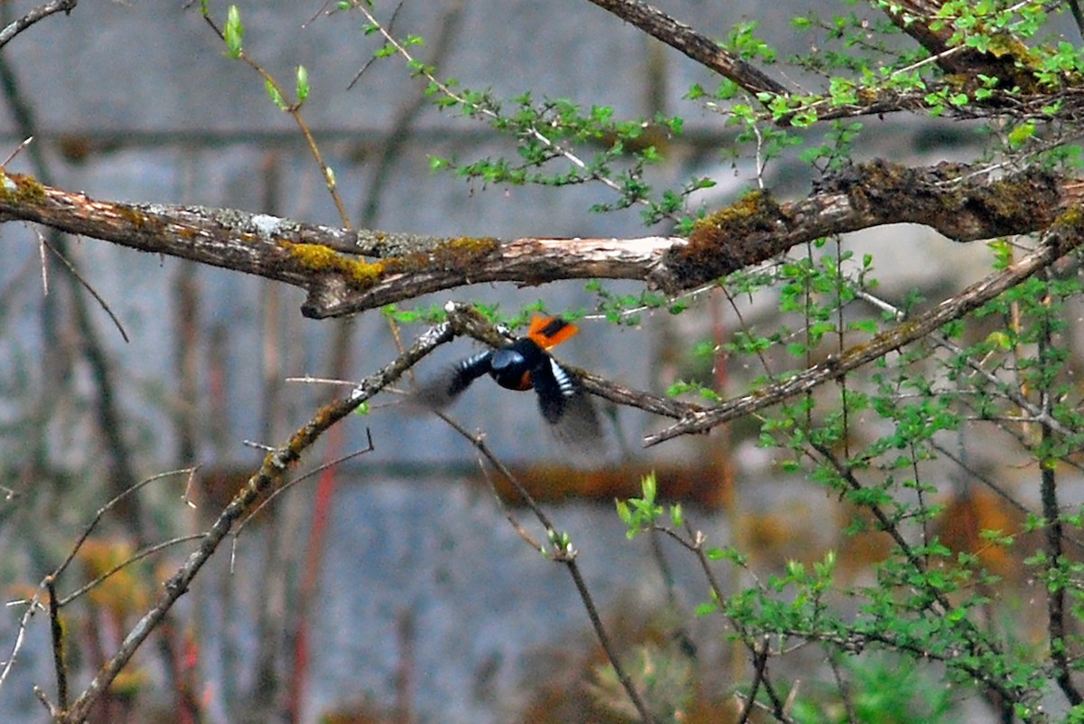 Hodgson's Redstart - ML610861656