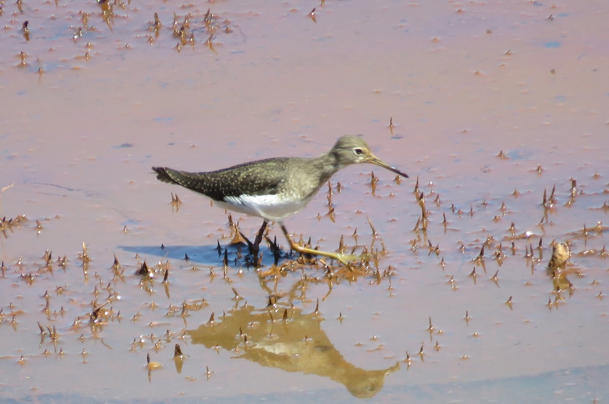 Solitary Sandpiper - ML610861719