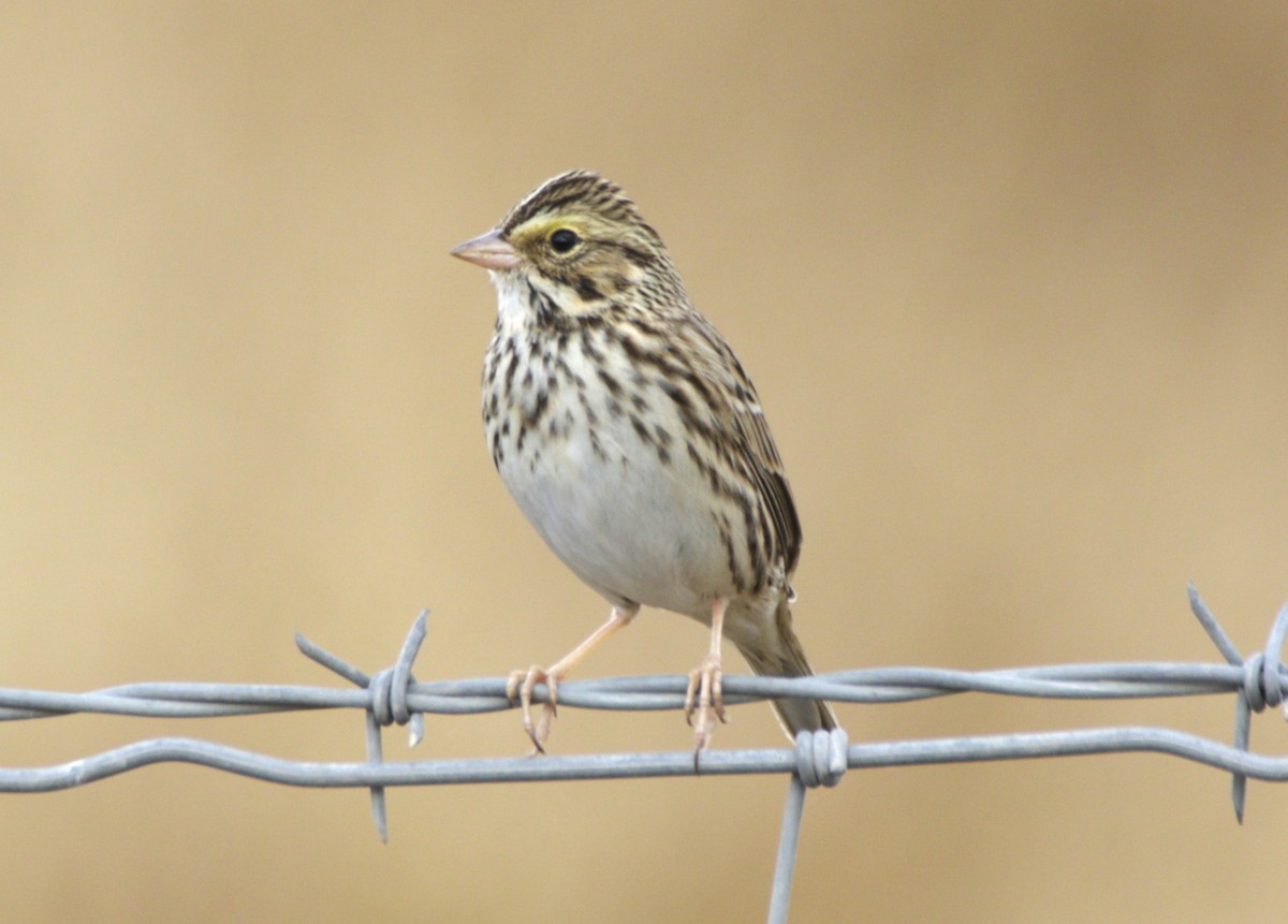 Savannah Sparrow - ML610861722