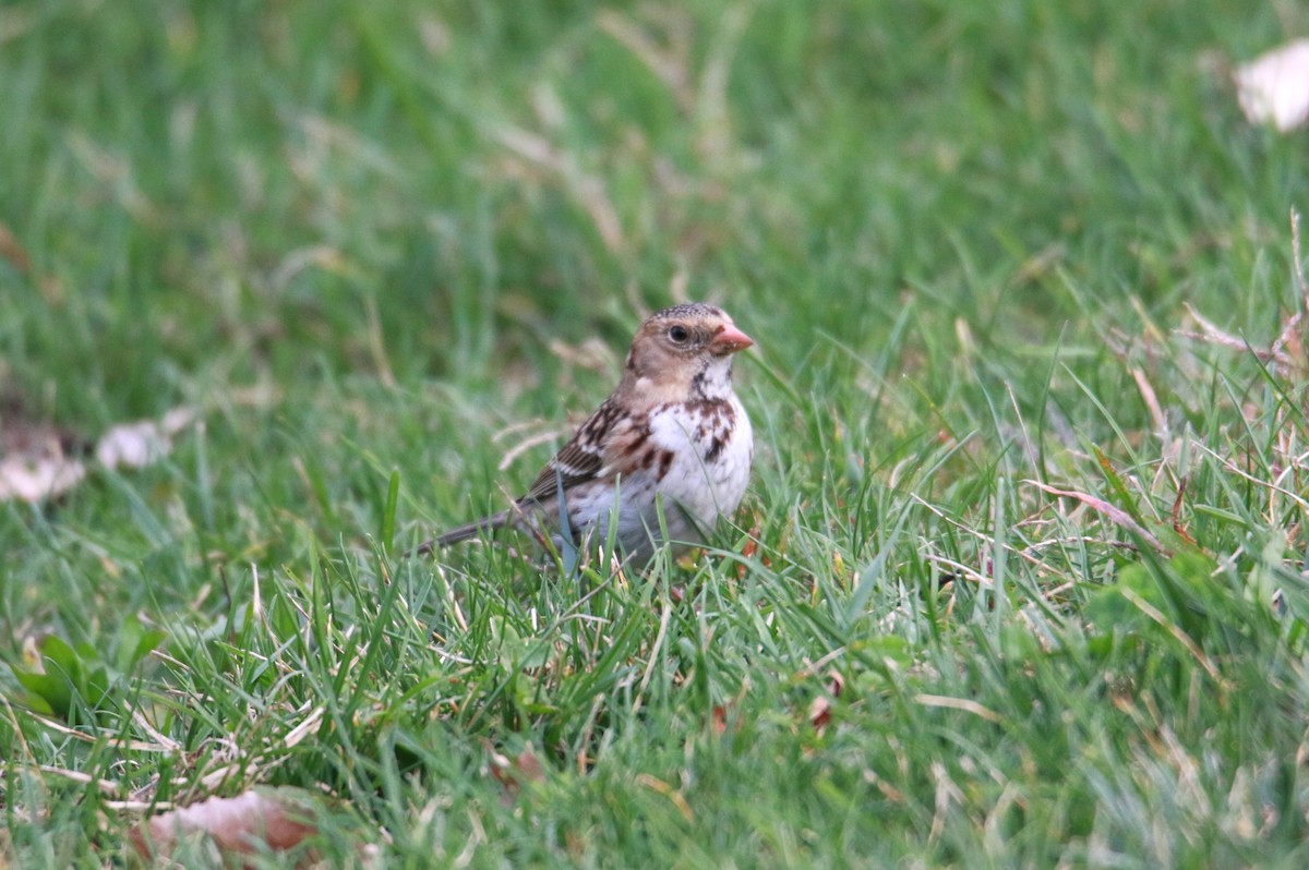 Harris's Sparrow - ML610861747