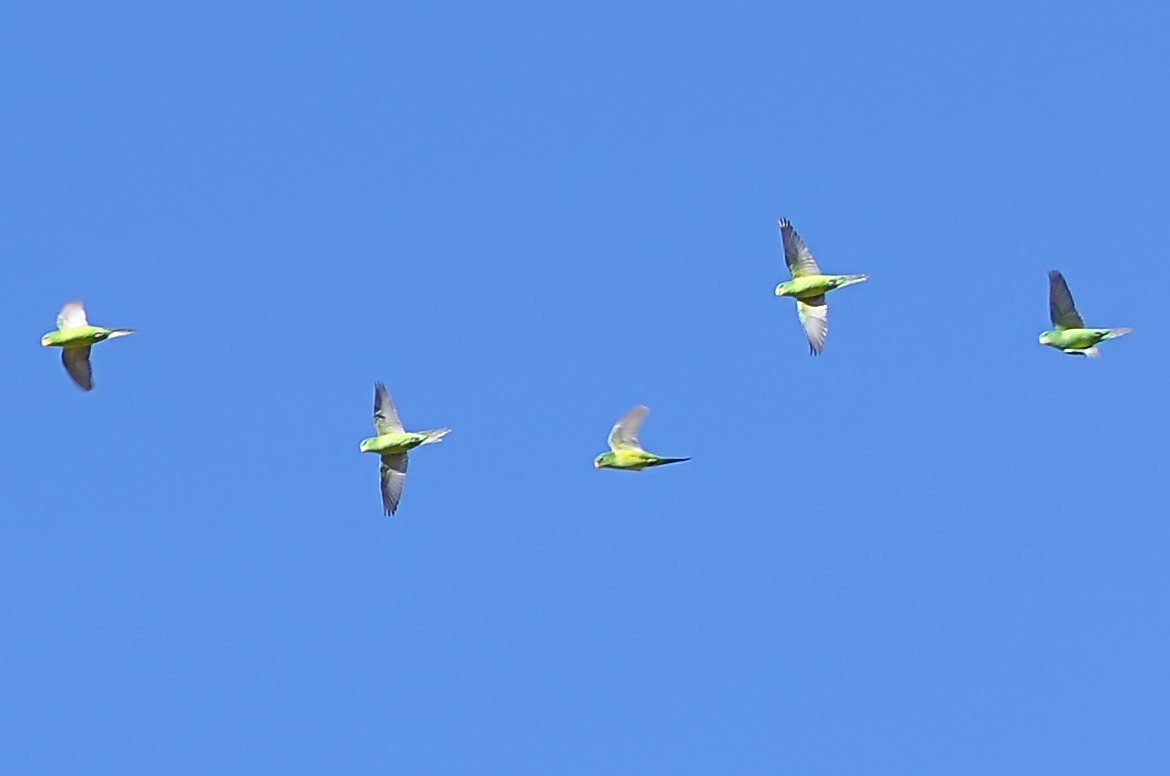 Mountain Parakeet - ML610861787