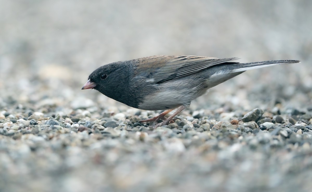 Junco ardoisé (cismontanus) - ML610861851