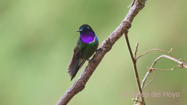 Colibrí Gorjiamatista (grupo clarisse) - ML610861975