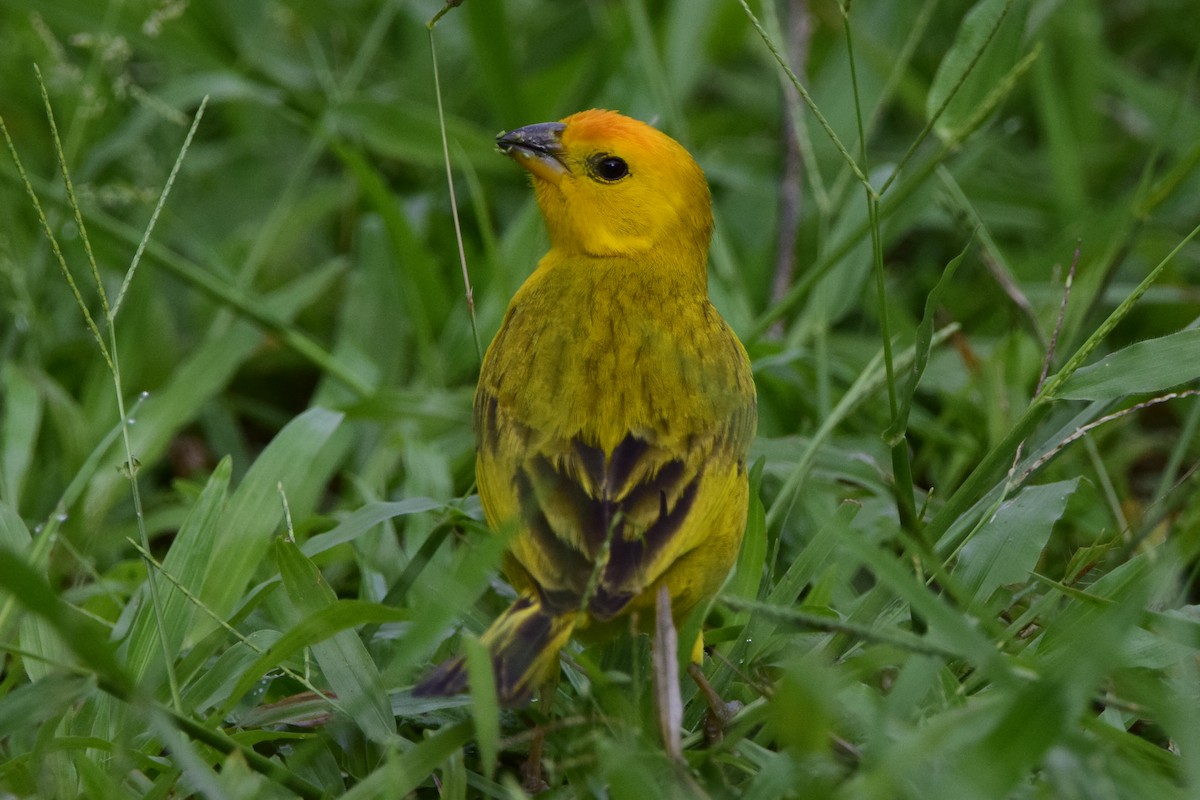 Saffron Finch - ML610861987