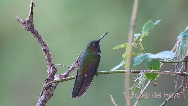 Colibrí Gorjiamatista (grupo clarisse) - ML610862002