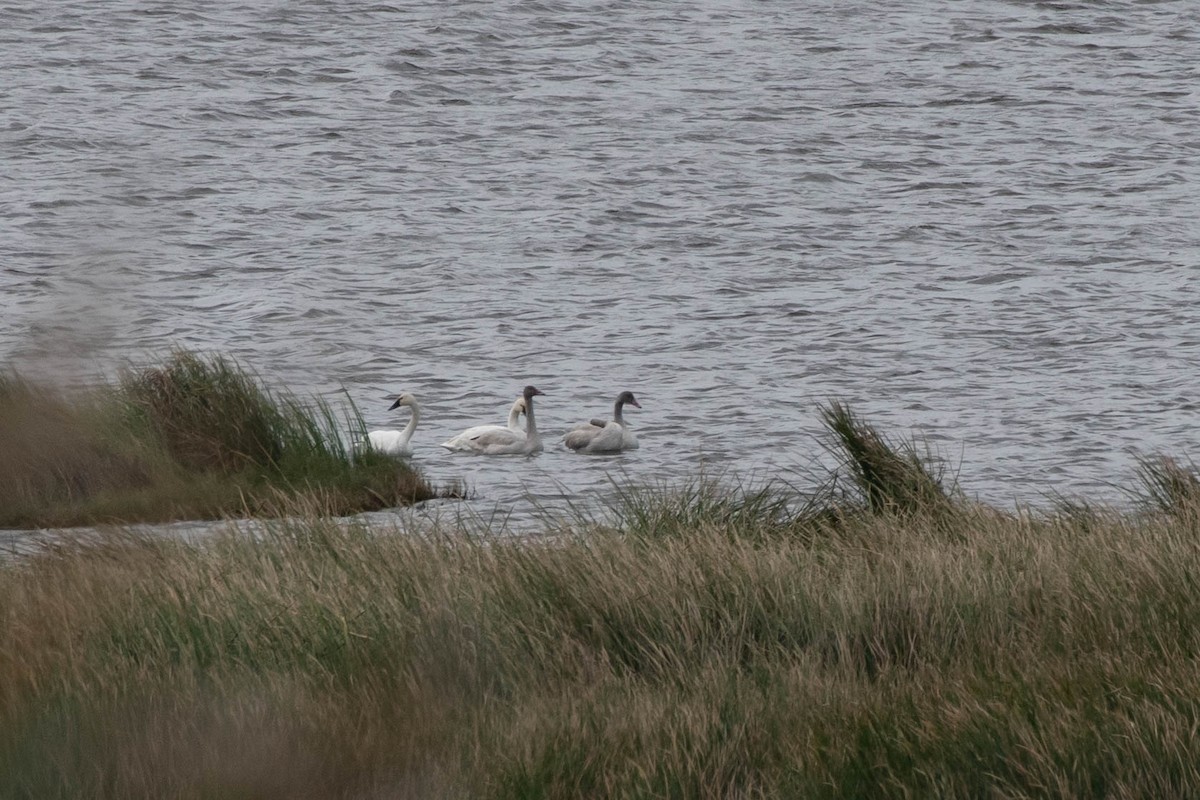 Tundra Swan - Marlo Hill